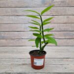 Педилантус d9