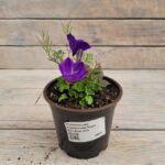 Колокольчик карпатский Перл Дип Блю "Pearl F1 Deep Blue" d12