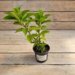 Гортензия метельчатая Шугар Раш "Sugar Rush" d9