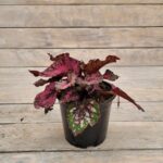 Бегония Рекс (королевская) d12 — изображение 4