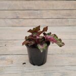 Бегония Рекс (королевская) d12 — изображение 3