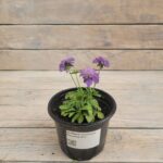 Скабиоза японская (альпийская) Ритц Блу(Блю) "Ritz Blue" d12