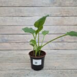 Калла Нови Сан d12