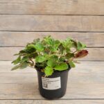 Лапчатка темно-кроваво-красная Ред (Рэд) "Red" d12