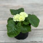 Примула d9 — изображение 2