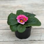 Примула d9 — изображение 3