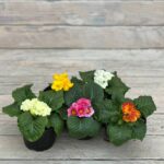 Примула d9 — изображение 4