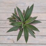 Традесканция Ситара d12 — изображение 2