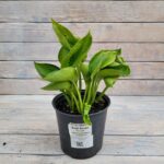 Хоста Блю Ангел d17-19