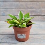 Хоста Карин d15