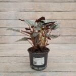 Бегония Рекс (королевская) d12