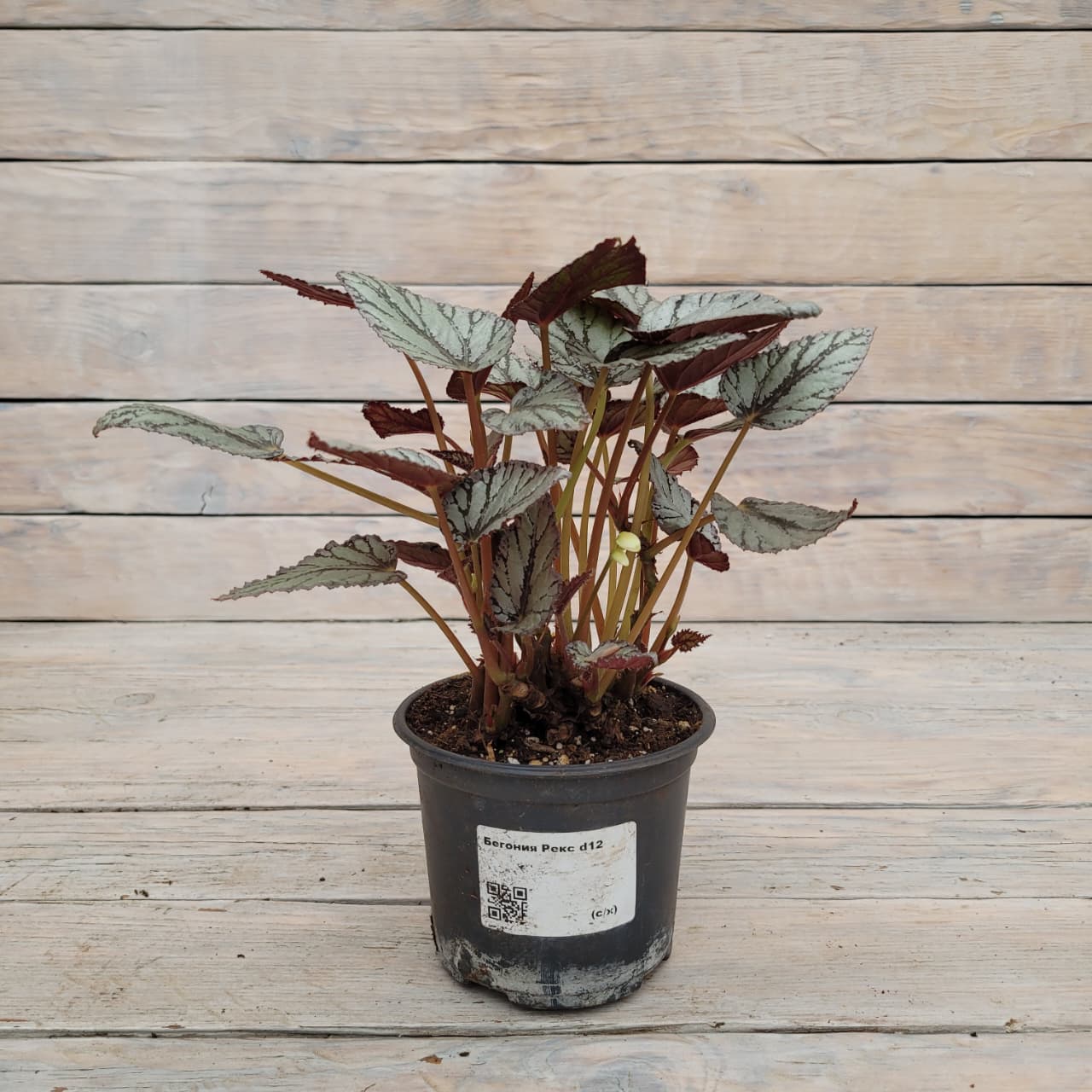 5de40e85-7153-49e6-a7e8-fcda8c93bd19 Бегония Рекс (королевская) d12 — изображение 1