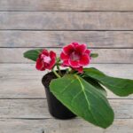 Глоксиния d12