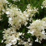 Гортензия метельчатая Брасселс Лейс 3л