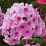 Флокс метельчатый Народный "Narodniy" d12