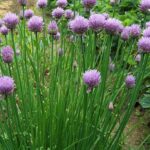 Лук шнитт d10-12