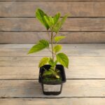 Гортензия древовидная Кандибелле Баблгам "Candybelle Bubblegum" d9