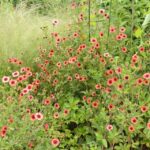 Лапчатка непальская d9