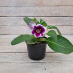 Глоксиния d12 — изображение 2