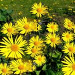 Дороникум Магнификум "Magnificum" d12