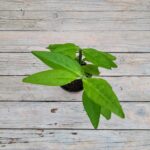 Педилантус d9 — изображение 2