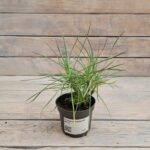 Гвоздика перистая d9