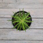 Пеперомия Невада d12 — изображение 2