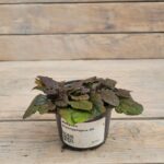 Живучка Атропурпурея d9