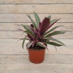 Традесканция Ситара d12