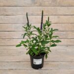 Вероника Анниверсари Блю "Anniversary Blue" d12 — изображение 2