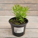 Тысячелистник птармика Маршмэллоу "Marshmallow" d12