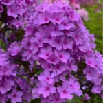 Флокс метельчатый Плюш Сиреневый d12