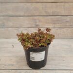 Седум (Очиток) Ред Карпет d12