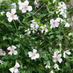 Клематис Хагелби Уайт "Hagelby White" 2л