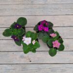 Сенполия (фиалка) КОМНАТ d9 — изображение 2