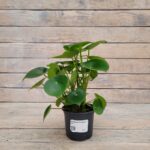 Пеперомия Рейндроп d12