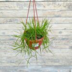 Агростис Грин Твист "Green Twist" (ампельный бамбук) кашпо d18