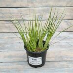 Аир злаковидный Аргентеостриатус d10