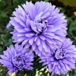 Астра Шоумэйке Индиго Айс "Showmakers Indigo Ice" d12