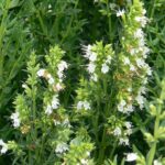 Иссоп лекарственный Альбус "Albus" d12