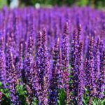 Шалфей (Сальвия) дубравный Вест Фрисланд "West-Friesland" d12