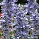 Шалфей (Сальвия) мучнистый Саллифан Скай Блю d12