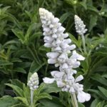 Шалфей (Сальвия) мучнистый Эволюшн Вайт "Evolution White" d12