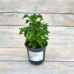 Альтернантера зеленая (Плант микс) d10