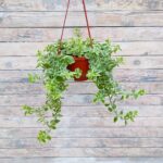 Аптения кашпо d18