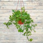 Аптения кашпо d23