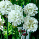 Армерия приморская Армада Вайт "Armada White" d12