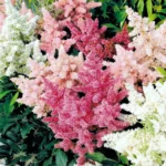 Астильба Арендса микс d12