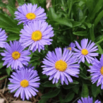 Астра альпийская Блю "Blue" d9