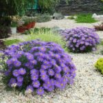 Астра кустарниковая Леди ин Блу (Дама в голубом) d12